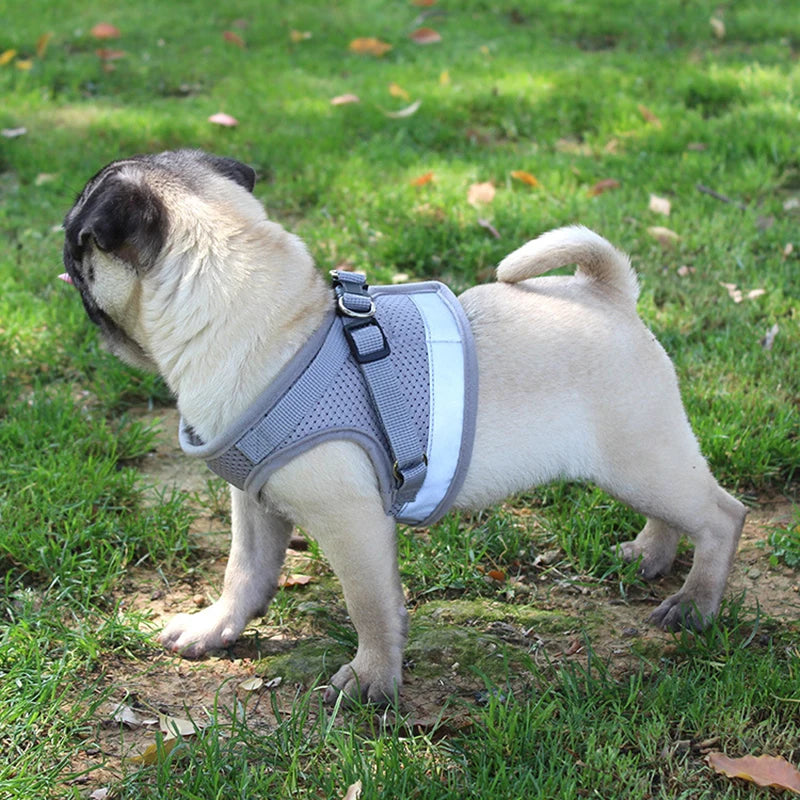 Adjustable Harness with Leash for Small Medium Dog