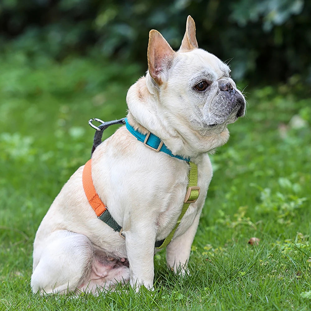Fantastic Rainbow Easy Walk Harness